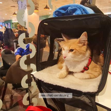 Photo 3/4 GROOT Chat lost in Roissy en france