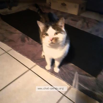 Photo 1/1 Gaspard minet Chat lost in Epagny