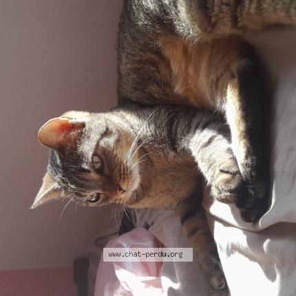 Photo 1/1 Croquette Chat lost in La greve sur mignon