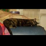 Picture of cat lost at Saint Nazaire