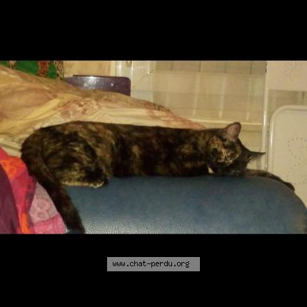 Photo 1/1 Smala Chat lost in Saint nazaire