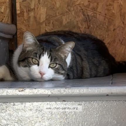 Photo 1/1 Found cat Found in Goderville