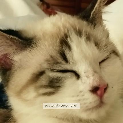 Photo 1/1 Biscotte Chat lost in St jean de verges