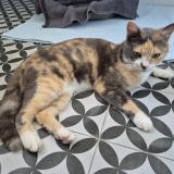 Picture of cat found at Colomiers