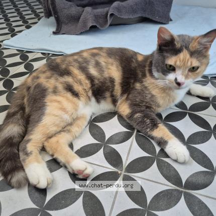 Photo 1/1 Cat reunited Found in Colomiers