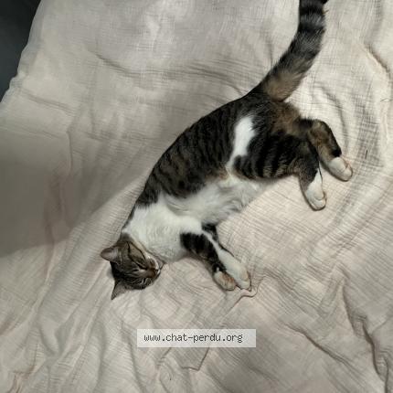 Photo 1/1 June Chat lost in Albi