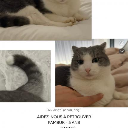 Photo 1/1 Pambuk Chat lost in Sance