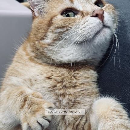 Photo 1/1 Gary Chat lost in Senonches