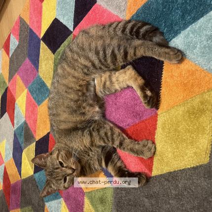 Photo 1/1 Vicky Chat lost in La celle les bordes