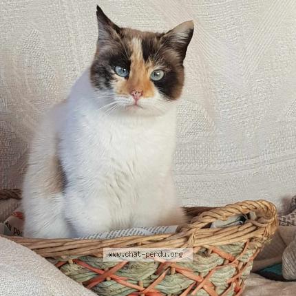 Photo 1/1 Princesse cachou Chat lost in La verpilliere