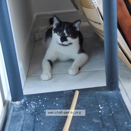 Photo 2/2 Pompon Chat lost in Saint georges d esperanche