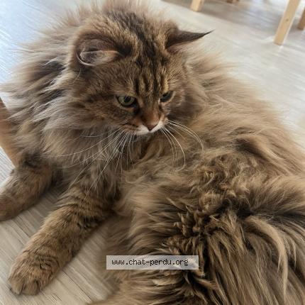 Photo 1/1 Yuki Chat lost in Perroy