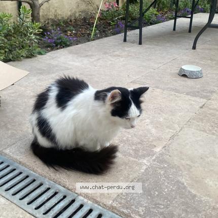 Photo 1/1 Cookie Chat lost in Rosny sous bois