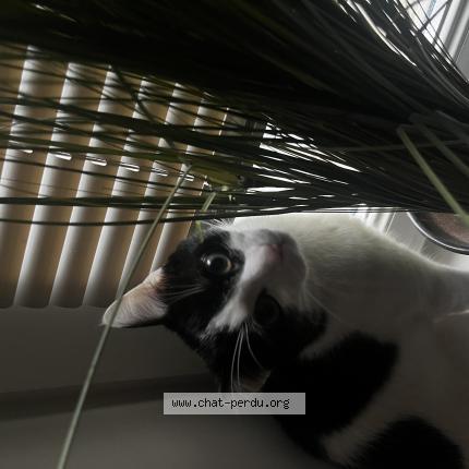 Photo 1/1 Whisky Chat lost in Nantes