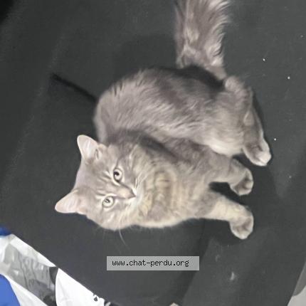 Photo 1/1 Perseu Chat lost in Sartrouville