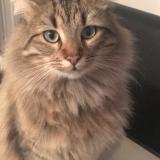 Picture of cat lost at Valence