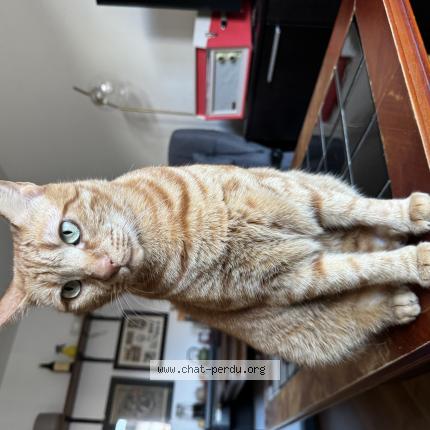 Photo 1/1 Mufasa Chat lost in Lausanne