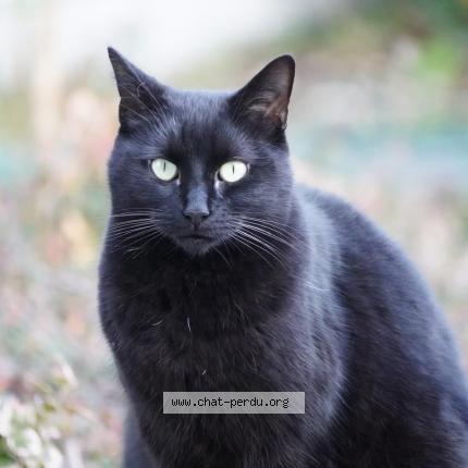Photo 1/1 Moka Chat lost in Saint chamond