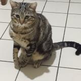 Picture of cat lost at Villejuif