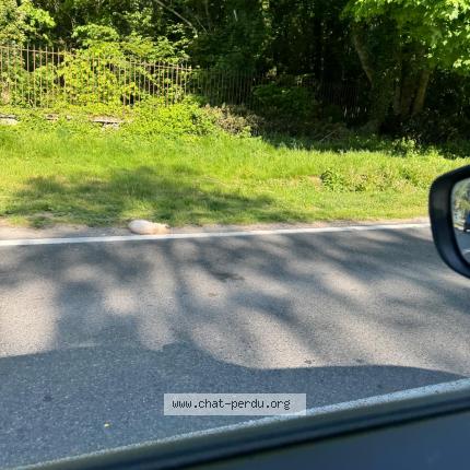 Photo 1/3 Found cat Found in Grand fitz james