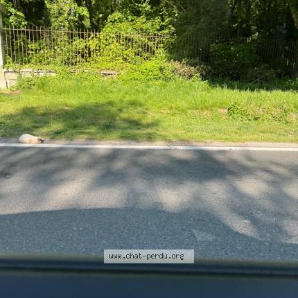 Photo 2/3 Found cat Found in Grand fitz james