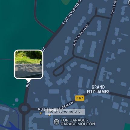 Photo 3/3 Found cat Found in Grand fitz james