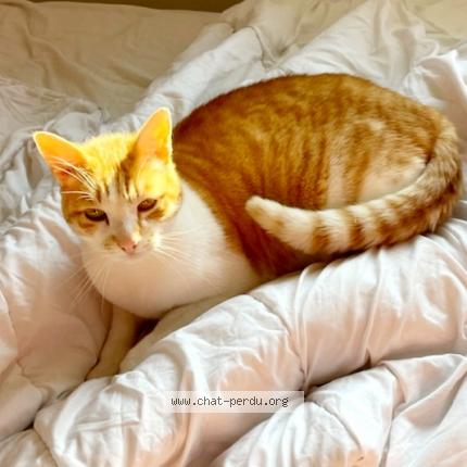 Photo 1/1 Caramel Chat lost in Noyon