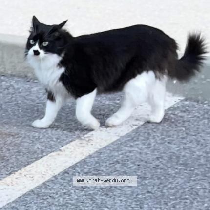 Photo 1/1 Pinceau Chat lost in Sollies pont