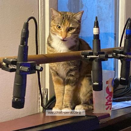 Photo 1/1 KIRA Chat lost in Perpignan