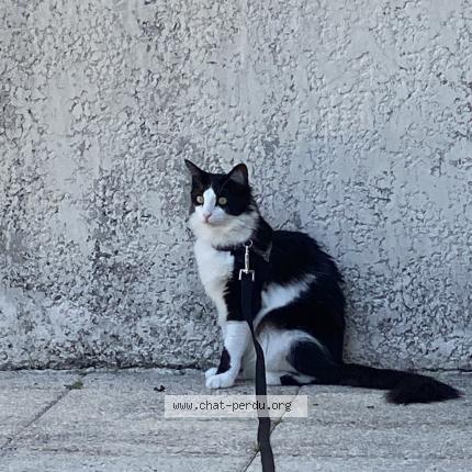 Photo 1/1 Themis Chat lost in Royan