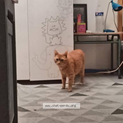 Photo 1/1 Pippin Chat lost in Champtoceaux