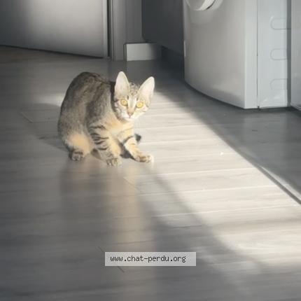 Photo 1/1 Mimine Chat lost in Niort