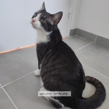 Photo 1/1 Found cat Found in Saint sebastien
