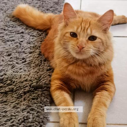 Photo 1/1 Nina Chat lost in St fons