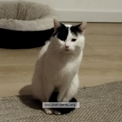 Photo 1/1 Toto Chat lost in Fontaine