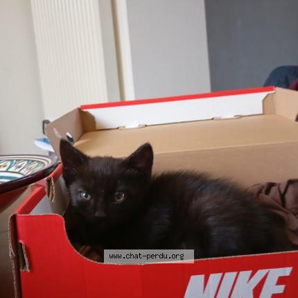 Photo 1/1 Found cat Found in Cholet