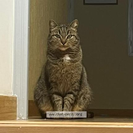 Photo 1/1 Mia Chat lost in Boussieres