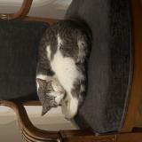 Picture of cat lost at Val De Meuse Montigny Le Roi