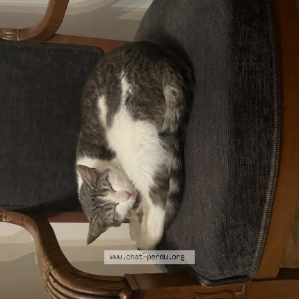 Photo 1/1 Tiki Chat lost in Val de meuse montigny le roi