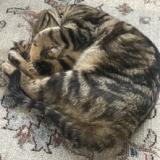 Picture of cat lost at Roumare