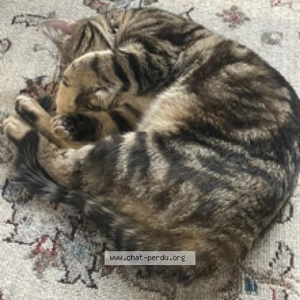 Photo 1/1 Oreo Chat lost in Roumare