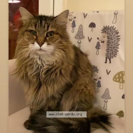 Photo 1/1 Moustache Chat lost in Saint andre de cubzac