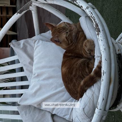 Photo 1/1 Ralf Chat lost in Toulon