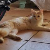 Picture of cat found at Saint Laurent De La Pree