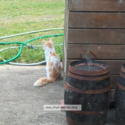 Photo 2/2 Cat reunited Found in Saint laurent de la pree