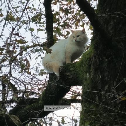 Photo 1/1 Found cat Found in Grayan et l hopital