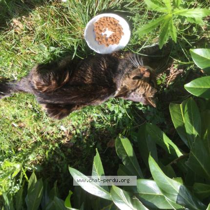 Photo 1/1 Found cat Found in Sautron