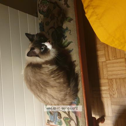 Photo 1/1 Watson Chat lost in Morges