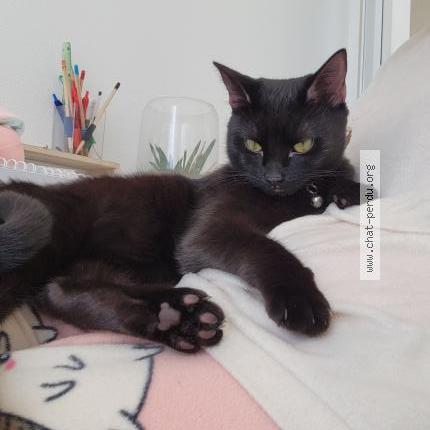 Photo 1/1 Celeste Chat lost in Saint chamond