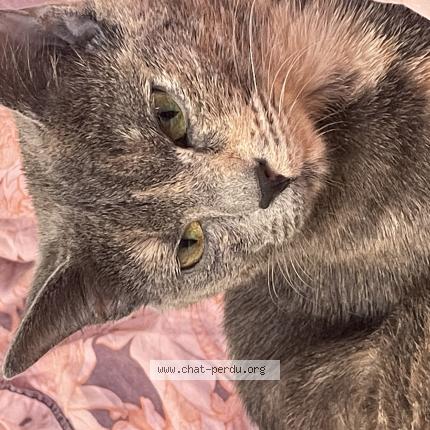 Photo 1/1 Kate Chat lost in Paris